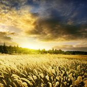 stock photo of sunset  - Dramatic sunset over field - JPG 