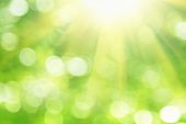 image of nature  - Green blurred background and sunlight - JPG 