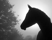 pic of black  - Closeup image of a refined Arabian horse - JPG 