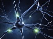 active nerve cell in human neural system active nerve cell in human neural system