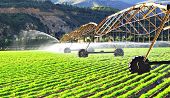 pic of late  - Modern irrigation system watering a farm field of carrots in late afternoon sunlight - JPG 